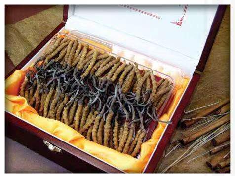 宜丰冬虫夏草回收